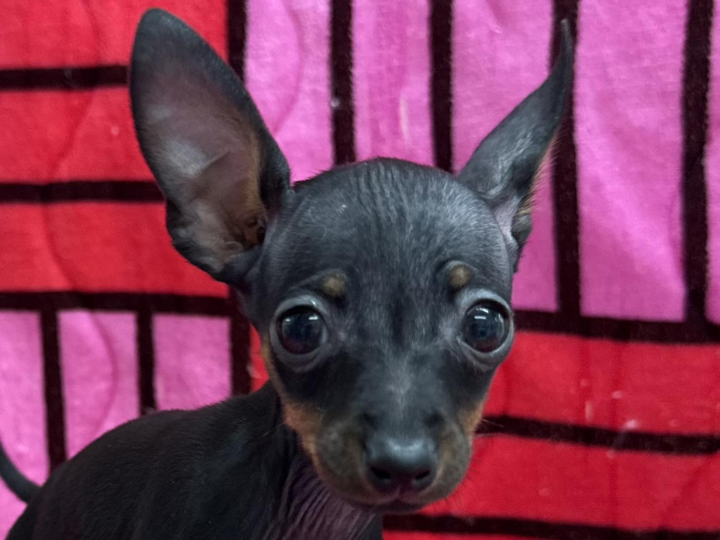 愛知県のミニチュアピンシャー (ハピースペット春日井アミーゴ店/2025年10月26日生まれ/女の子/ブラックタン)の子犬の2枚目の画像