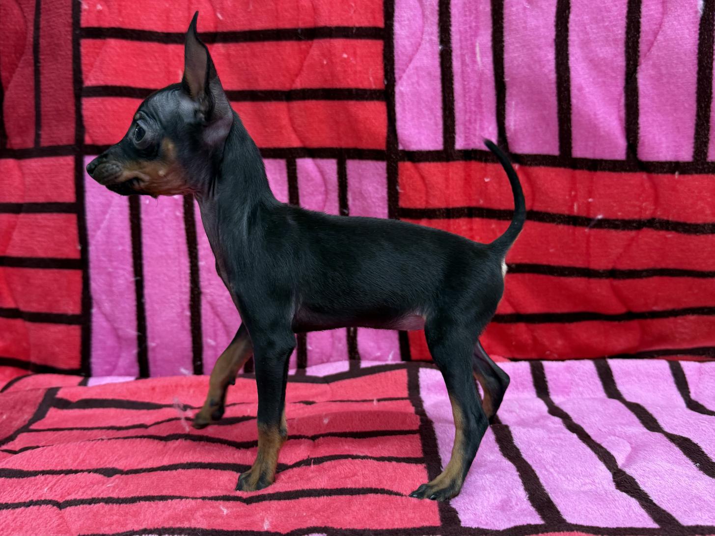 愛知県のミニチュアピンシャー (ハピースペット春日井アミーゴ店/2025年10月26日生まれ/女の子/ブラックタン)の子犬の3枚目の画像