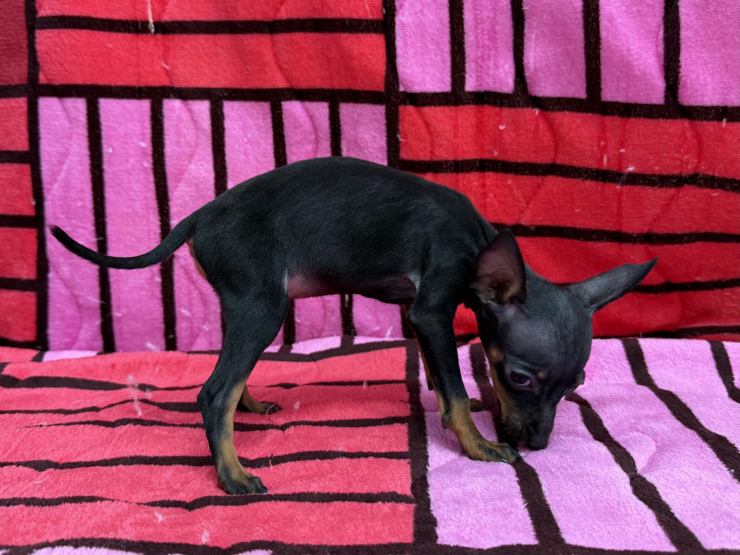 愛知県のミニチュアピンシャー (ハピースペット春日井アミーゴ店/2025年10月26日生まれ/女の子/ブラックタン)の子犬の4枚目の画像