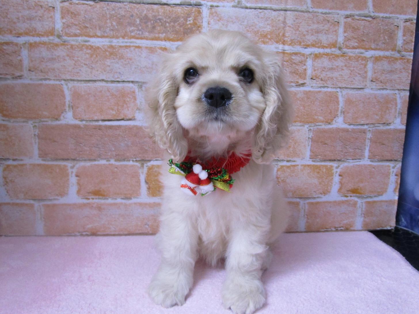 宮城県のアメリカンコッカースパニエル (ズーズーカンパニー 八乙女店/2025年10月3日生まれ/女の子/バフ)の子犬の1枚目の画像