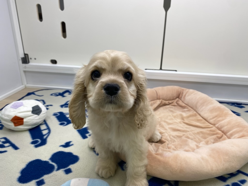 宮城県のアメリカンコッカースパニエル (ズーズーカンパニー 八乙女店/2025年10月3日生まれ/女の子/バフ)の子犬の2枚目の画像