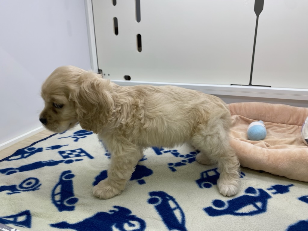 宮城県のアメリカンコッカースパニエル (ズーズーカンパニー 八乙女店/2025年10月3日生まれ/女の子/バフ)の子犬の3枚目の画像