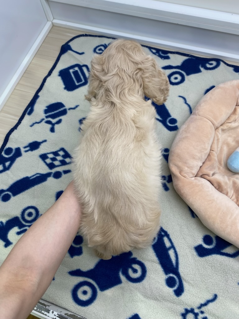 宮城県のアメリカンコッカースパニエル (ズーズーカンパニー 八乙女店/2025年10月3日生まれ/女の子/バフ)の子犬の4枚目の画像