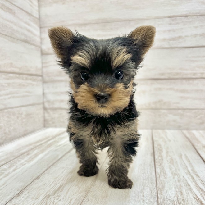 千葉県のヨークシャーテリア (ペピカファミリー松戸店/2025年11月14日生まれ/女の子/スチールブルータン)の子犬の1枚目の画像