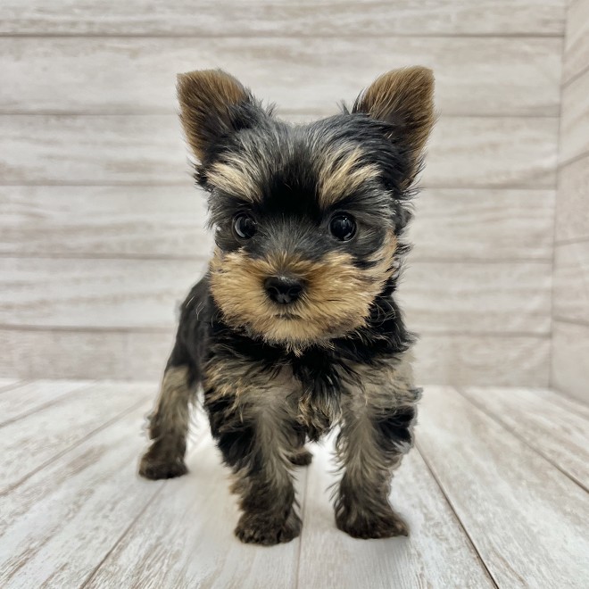 千葉県のヨークシャーテリア (ペピカファミリー松戸店/2025年11月14日生まれ/女の子/スチールブルータン)の子犬の2枚目の画像