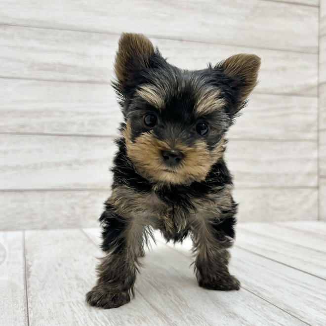 千葉県のヨークシャーテリア (ペピカファミリー松戸店/2025年11月14日生まれ/女の子/スチールブルータン)の子犬の4枚目の画像