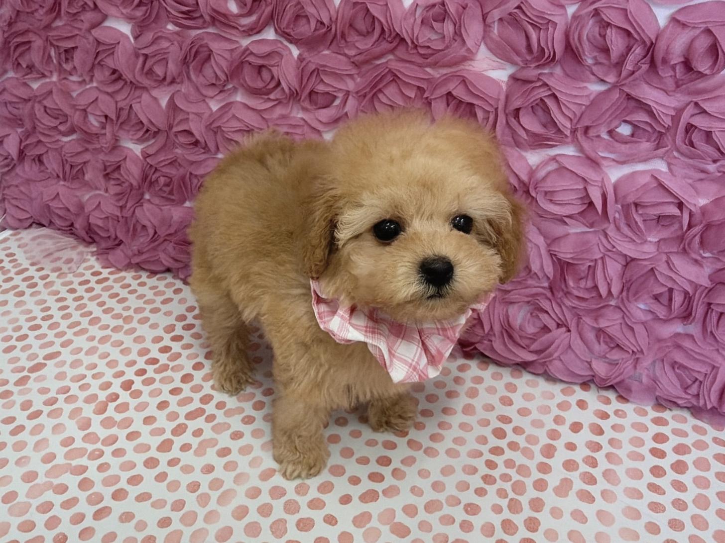 福岡県のトイプードル(タイニー) (ぱぴぷぺっと福岡店/2025年11月1日生まれ/女の子/アプリコット)の子犬の1枚目の画像