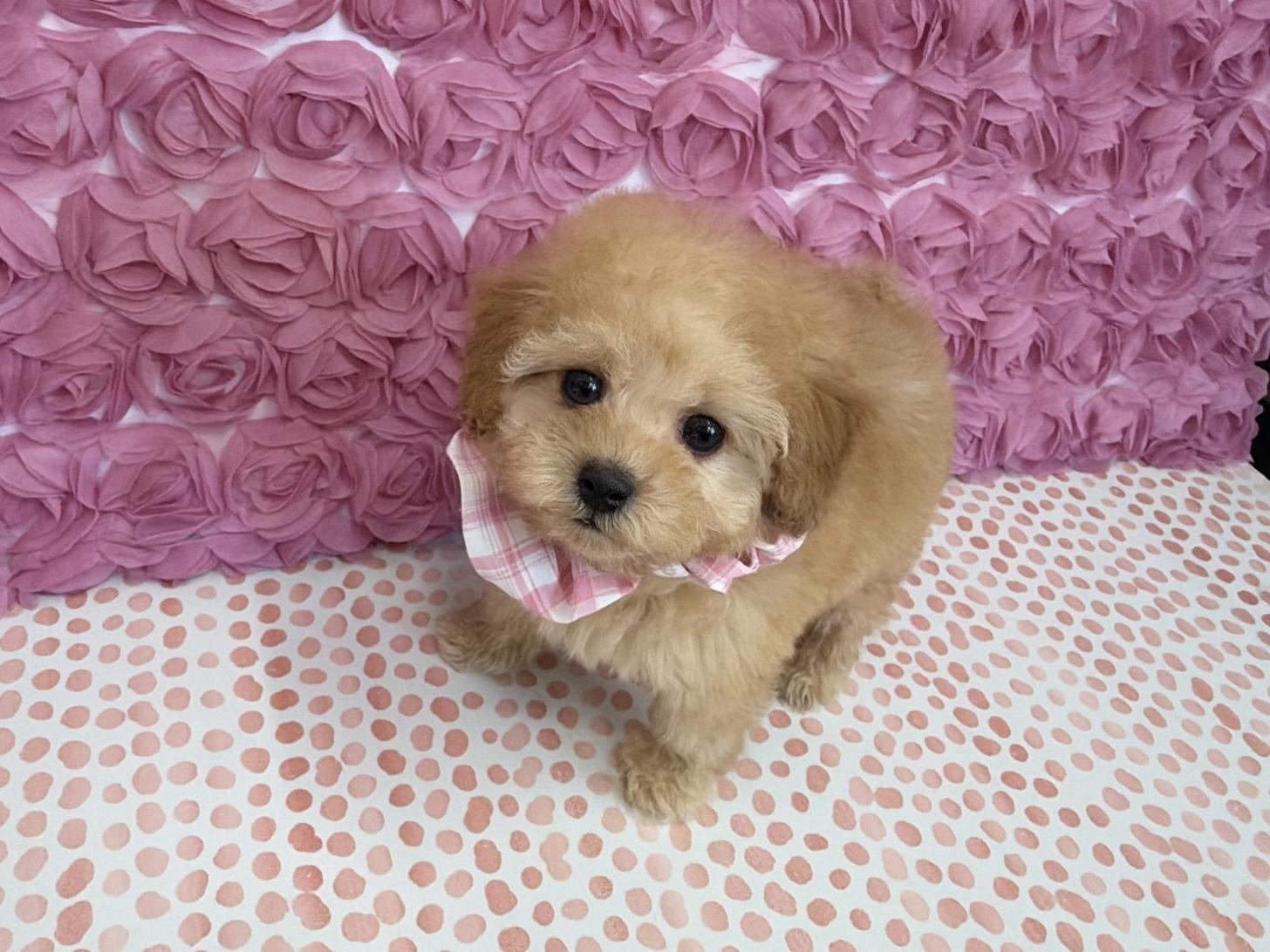 福岡県のトイプードル(タイニー) (ぱぴぷぺっと福岡店/2025年11月1日生まれ/女の子/アプリコット)の子犬の2枚目の画像