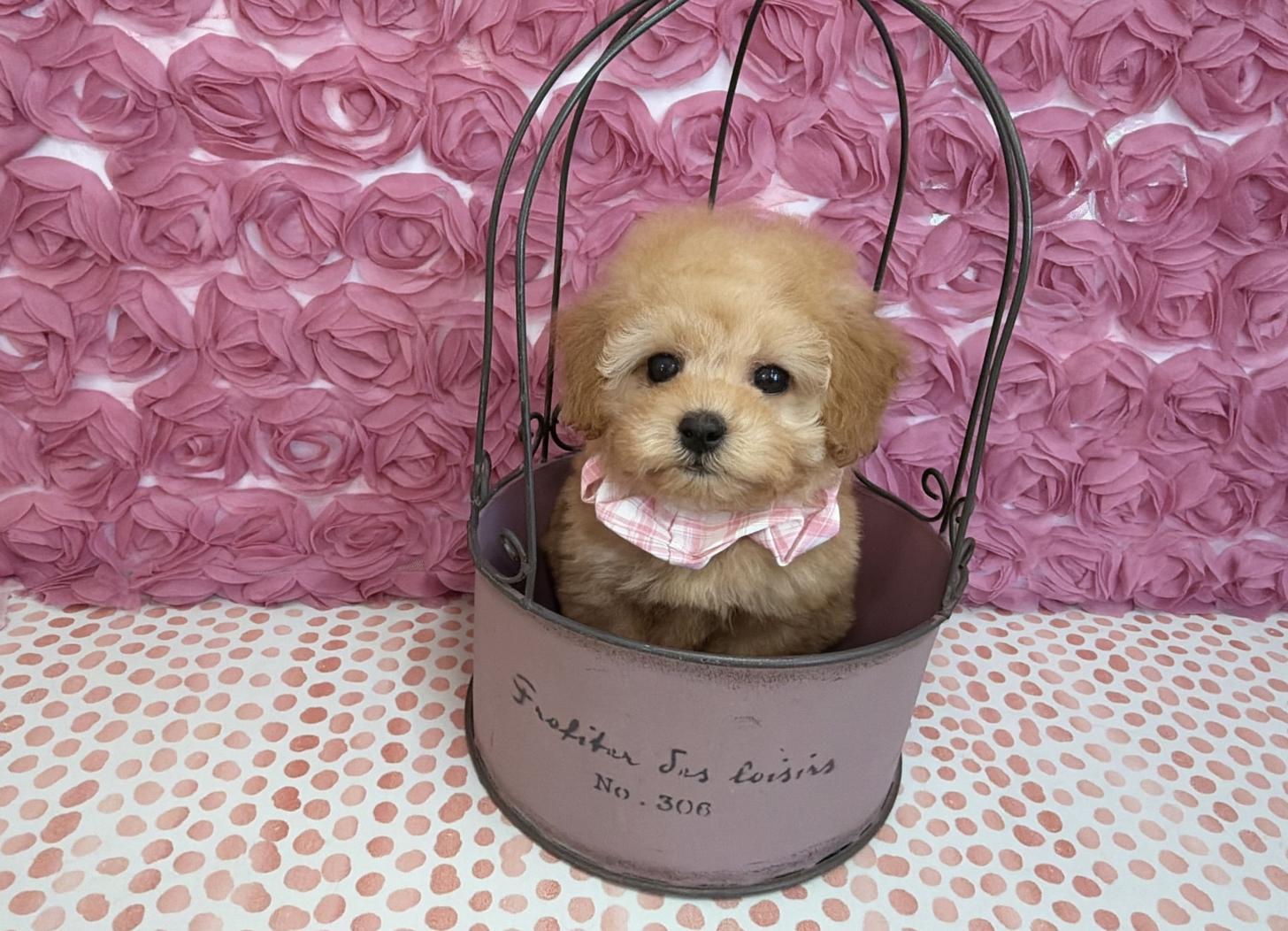 福岡県のトイプードル(タイニー) (ぱぴぷぺっと福岡店/2025年11月1日生まれ/女の子/アプリコット)の子犬の4枚目の画像