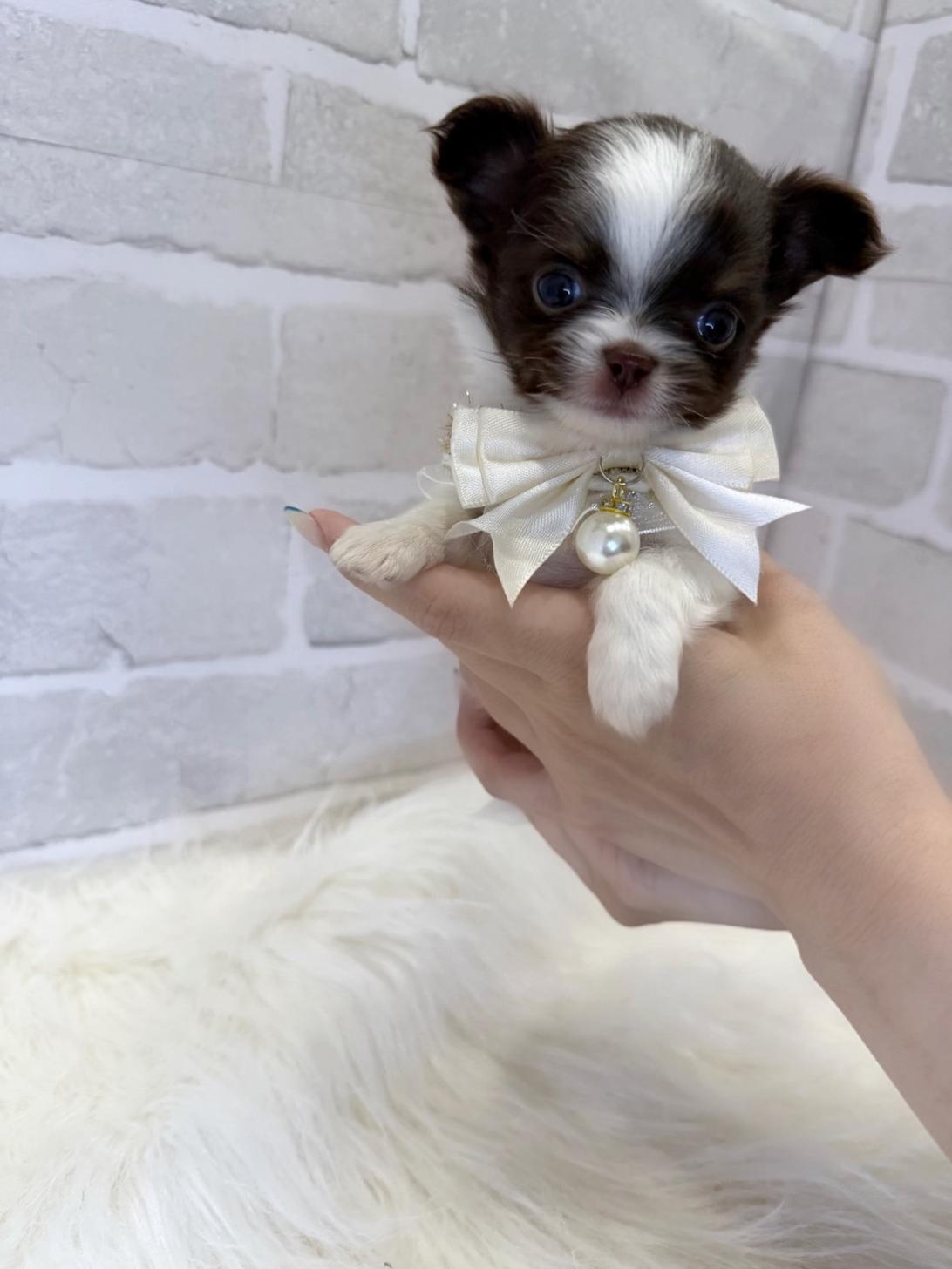 埼玉県のチワワ(ロング) (PETSHOP FATIS/2025年4月26日生まれ/女の子/チョコレートホワイト)の子犬