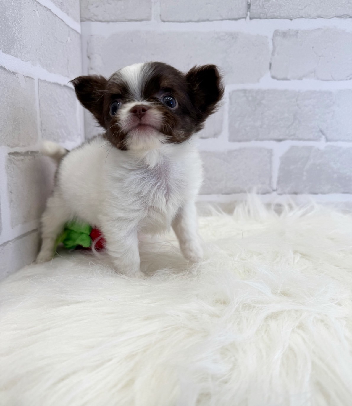 埼玉県のチワワ(ロング) (PETSHOP FATIS/2025年4月26日生まれ/女の子/チョコレートホワイト)の子犬の3枚目の画像