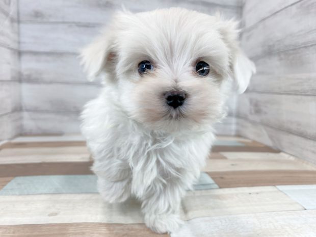 新潟県のマルチーズ (竹内ペット 新津本店/2025年11月15日生まれ/男の子/ホワイト)の子犬