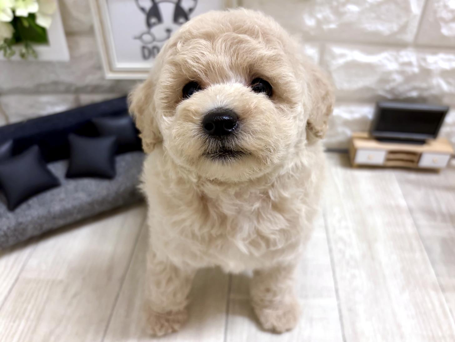 大阪府のトイプードル(トイ) (DOGMAN平野瓜破店/2026年5月10日生まれ/女の子/クリーム)の子犬の2枚目の画像