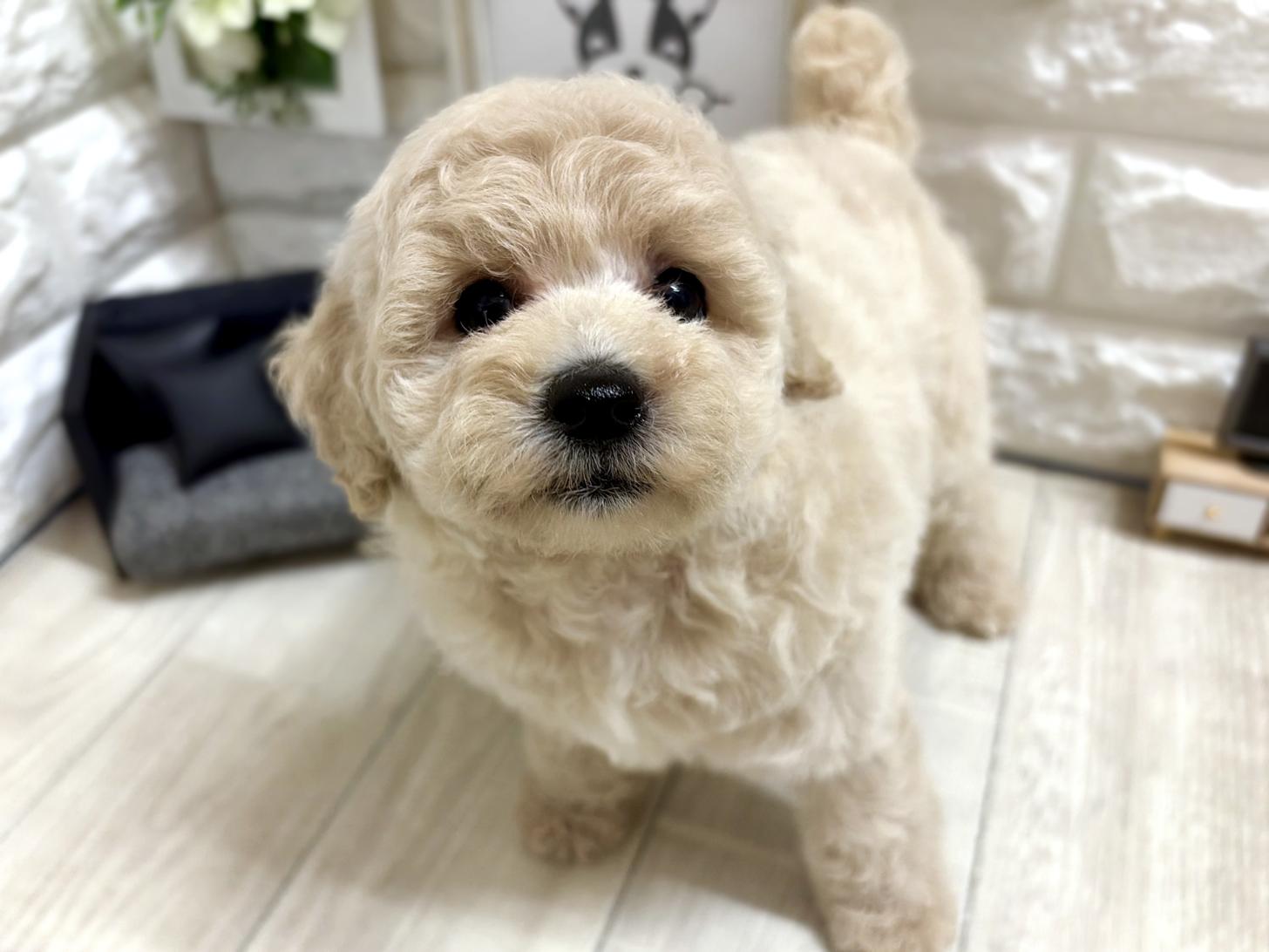 大阪府のトイプードル(トイ) (DOGMAN平野瓜破店/2026年5月10日生まれ/女の子/クリーム)の子犬の3枚目の画像