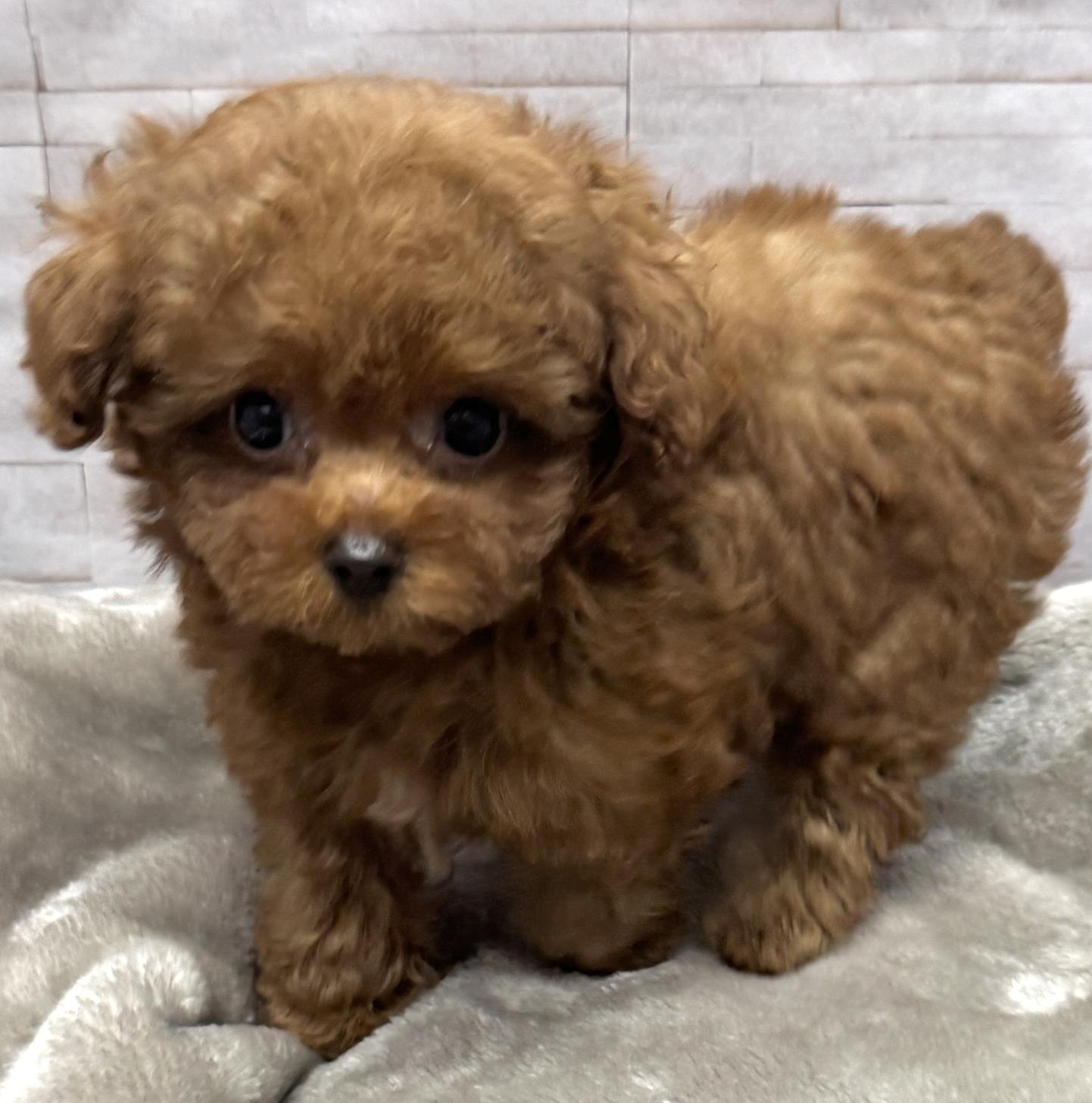 岐阜県のトイプードル(トイ) (ペットプラザ岐阜店/2026年4月26日生まれ/女の子/レッド)の子犬