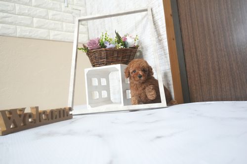 滋賀県のトイプードル(トイ) (いっぷく湖南店/2025年9月2日生まれ/男の子/レッドフォーン)の子犬の1枚目の画像