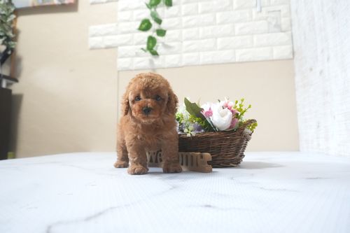 滋賀県のトイプードル(トイ) (いっぷく湖南店/2025年9月2日生まれ/男の子/レッドフォーン)の子犬の4枚目の画像