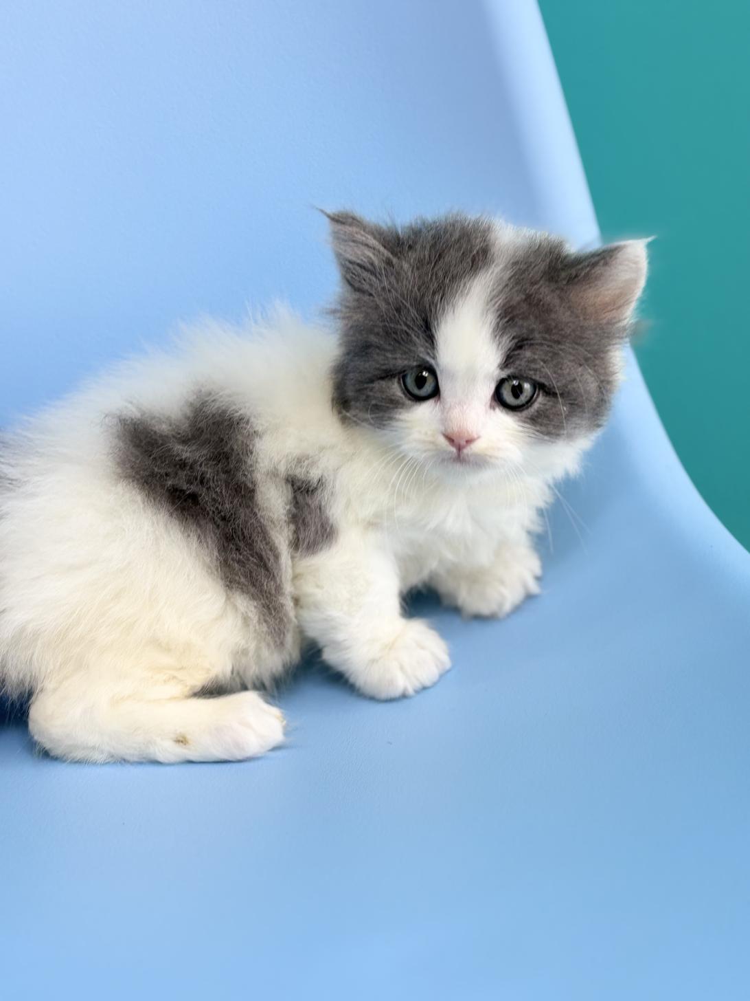 埼玉県のラガマフィン (ペッツスマイル加須インター店/2026年2月15日生まれ/男の子/ブルーホワイト)の子猫の1枚目の画像