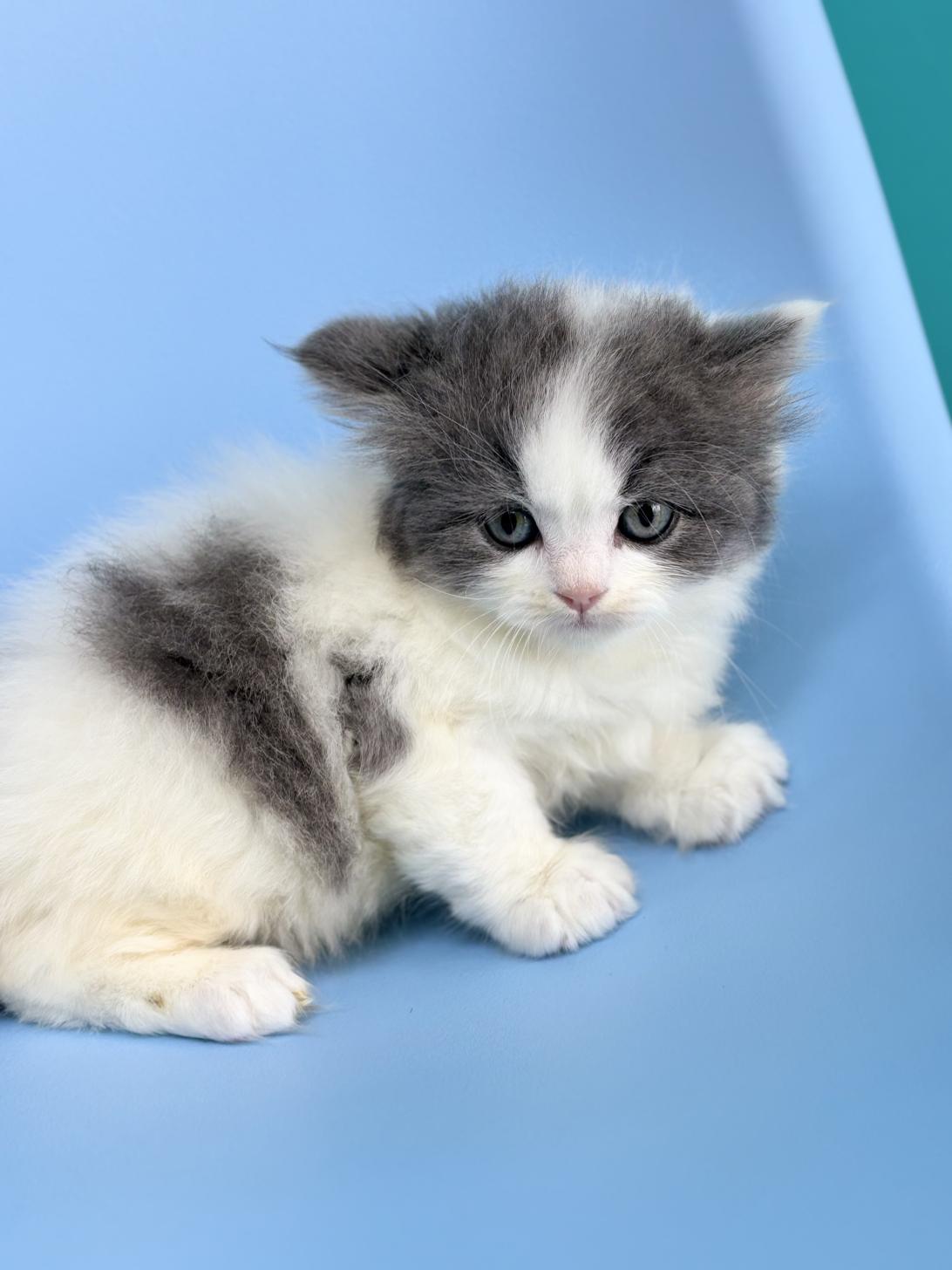 埼玉県のラガマフィン (ペッツスマイル加須インター店/2026年2月15日生まれ/男の子/ブルーホワイト)の子猫の2枚目の画像