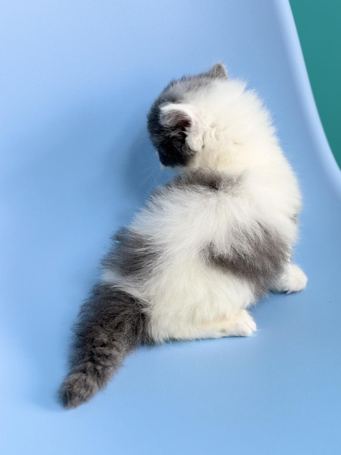 埼玉県のラガマフィン (ペッツスマイル加須インター店/2026年2月15日生まれ/男の子/ブルーホワイト)の子猫の3枚目の画像