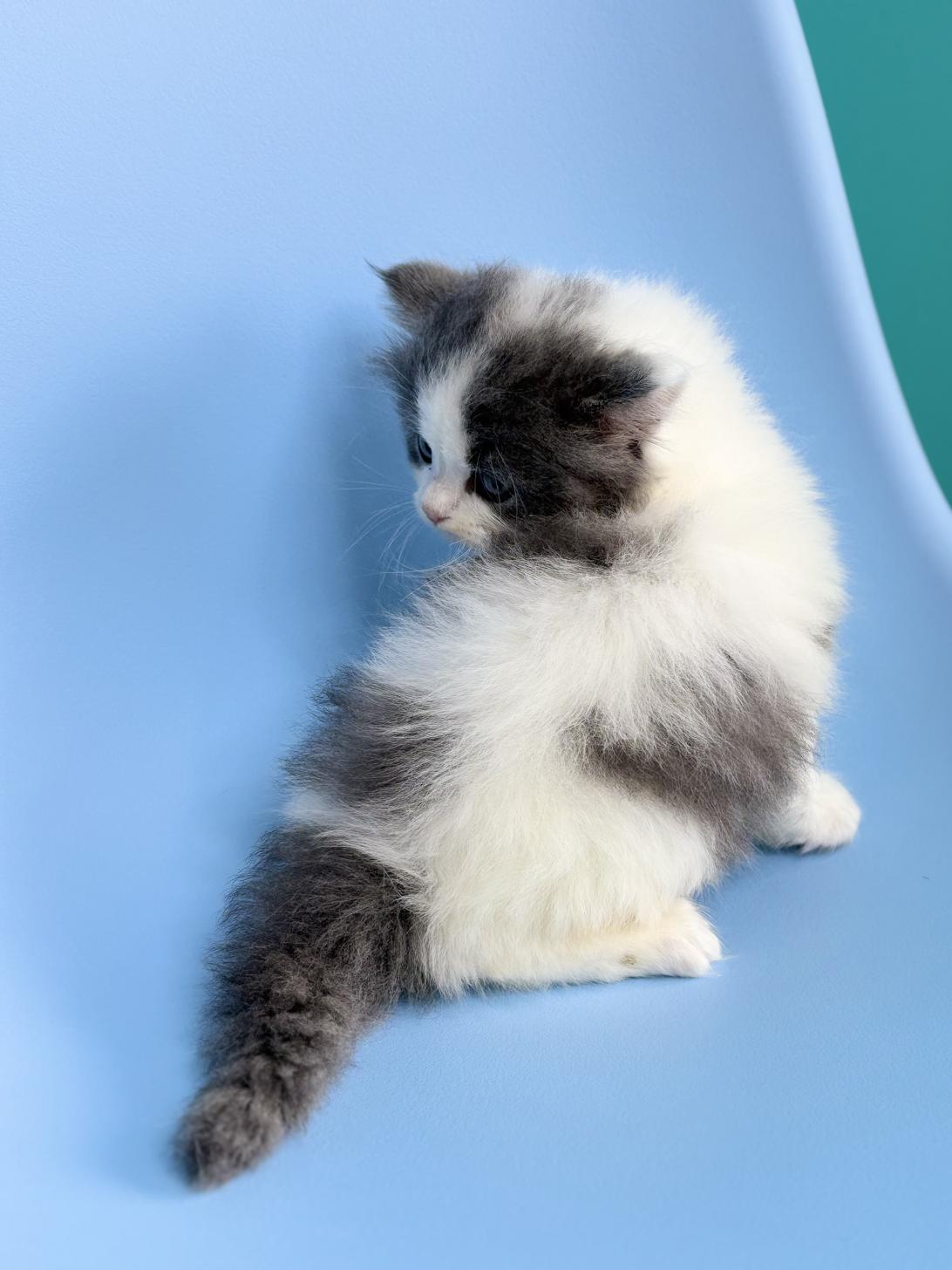 埼玉県のラガマフィン (ペッツスマイル加須インター店/2026年2月15日生まれ/男の子/ブルーホワイト)の子猫の4枚目の画像