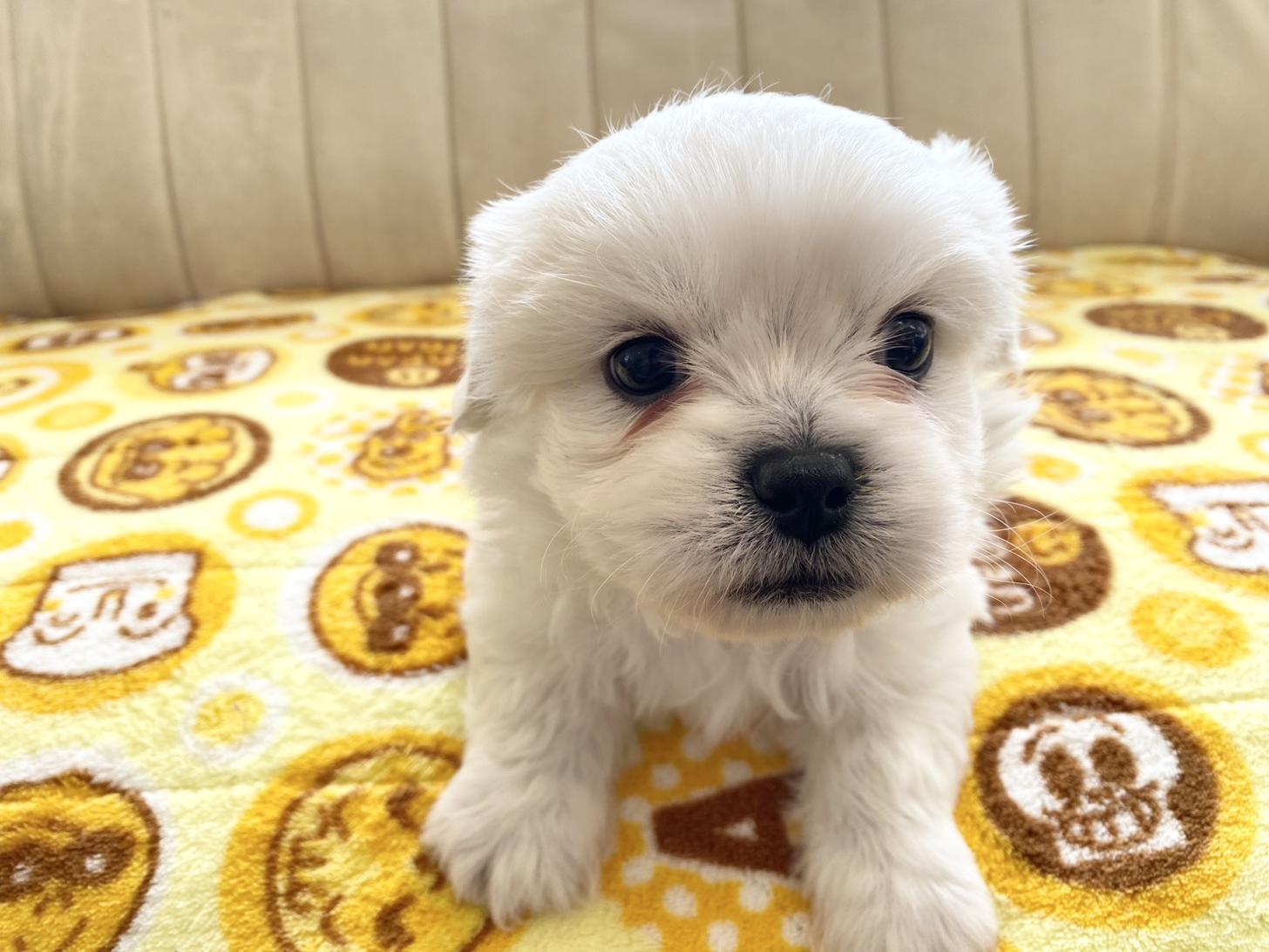 熊本県のハーフ犬・ミックス犬 (スタードッグス新熊本店/2025年10月1日生まれ/男の子/ホワイト)の子犬