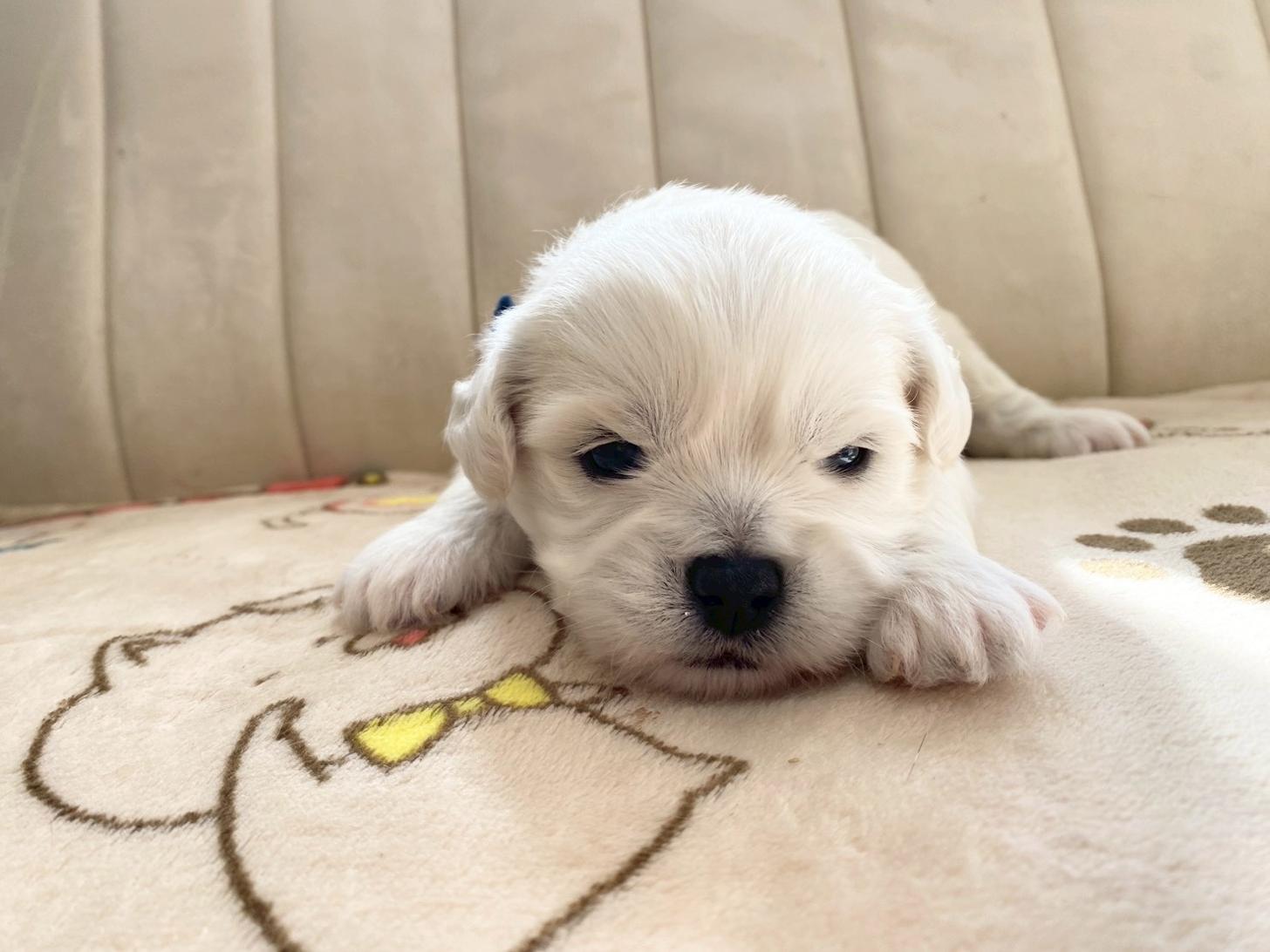 熊本県のハーフ犬・ミックス犬 (スタードッグス新熊本店/2025年10月1日生まれ/男の子/ホワイト)の子犬の2枚目の画像