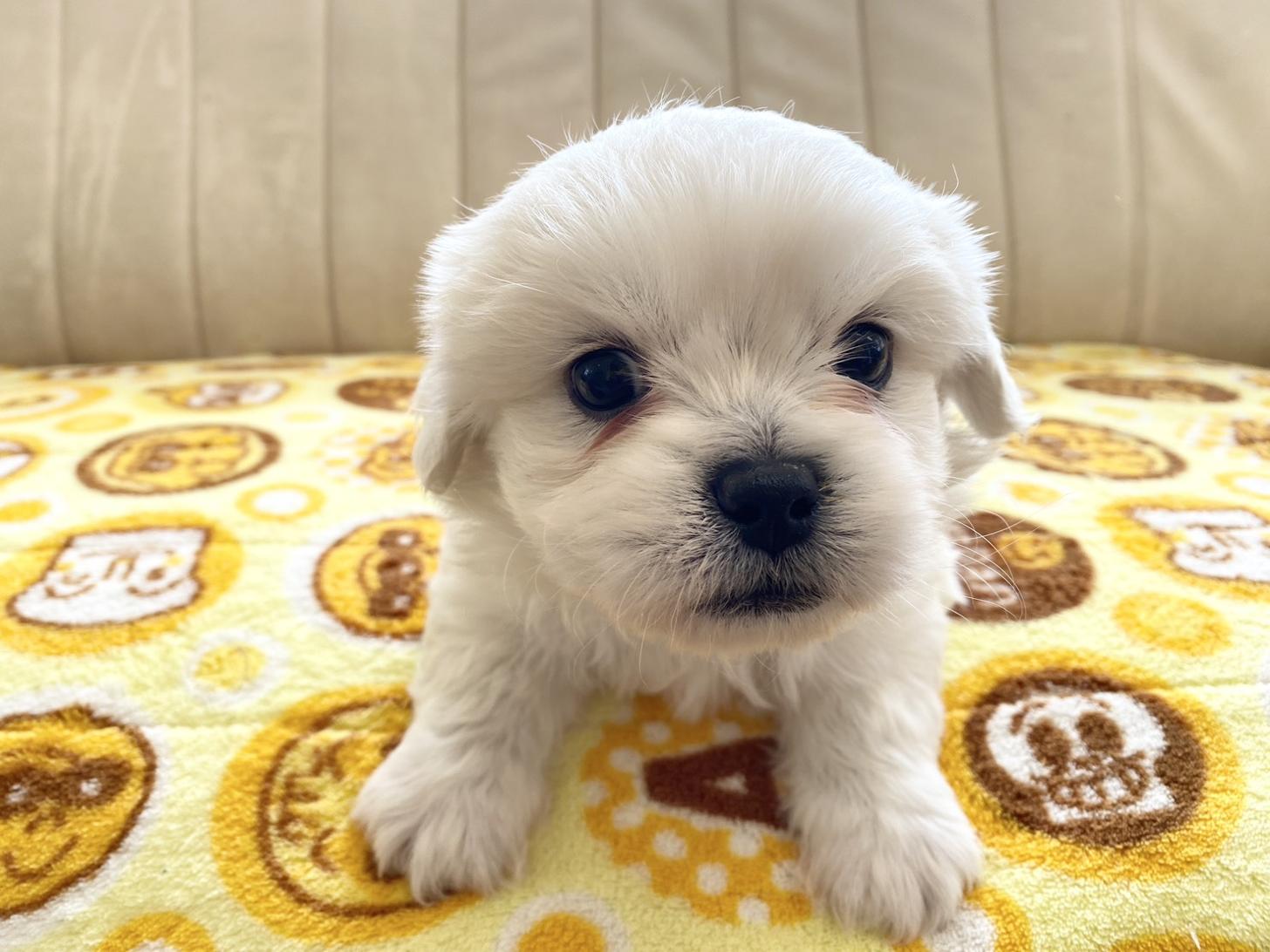 熊本県のハーフ犬・ミックス犬 (スタードッグス新熊本店/2025年10月1日生まれ/男の子/ホワイト)の子犬の2枚目の画像