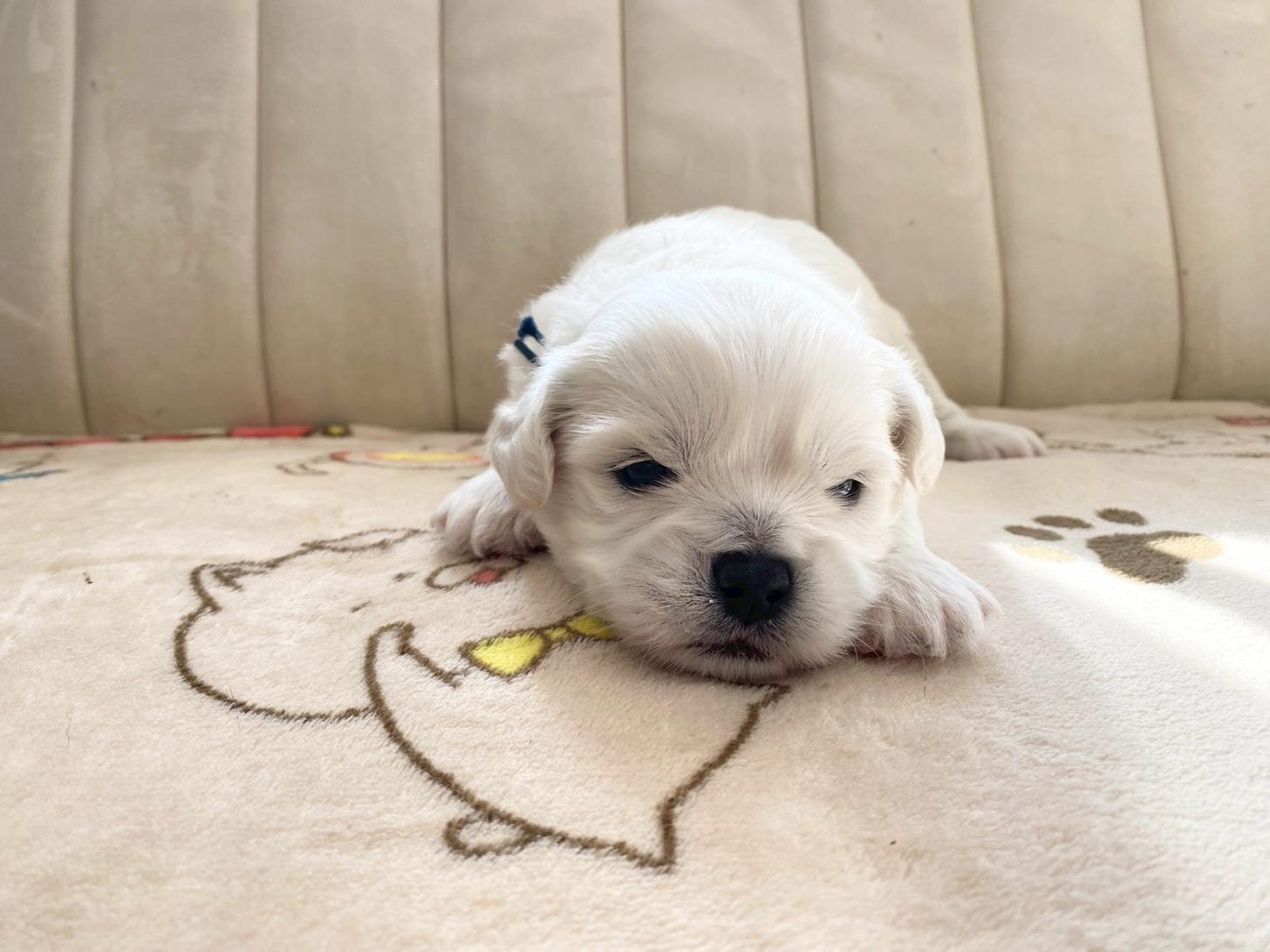 熊本県のハーフ犬・ミックス犬 (スタードッグス新熊本店/2025年10月1日生まれ/男の子/ホワイト)の子犬の3枚目の画像