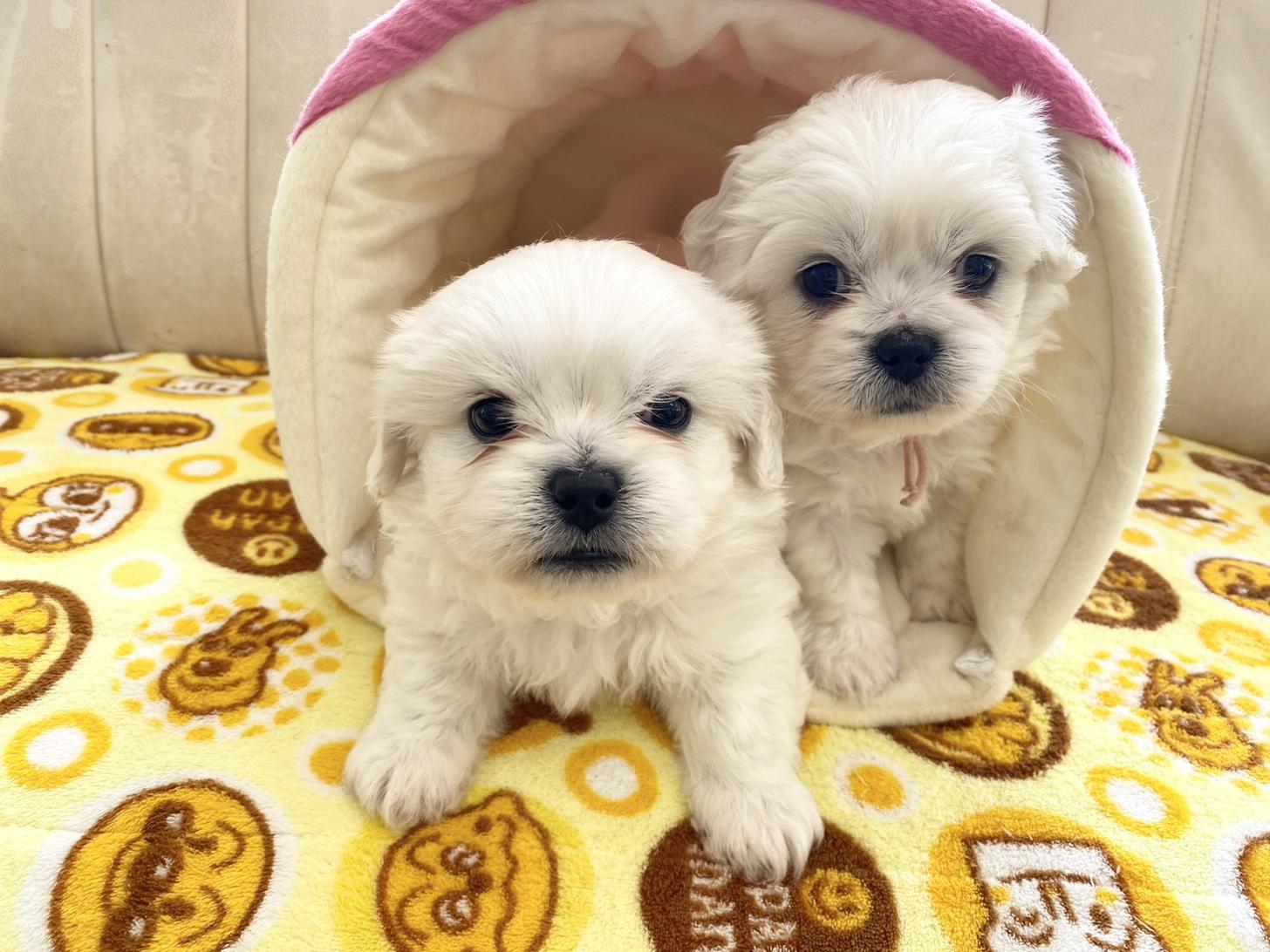 熊本県のハーフ犬・ミックス犬 (スタードッグス新熊本店/2025年10月1日生まれ/男の子/ホワイト)の子犬の3枚目の画像