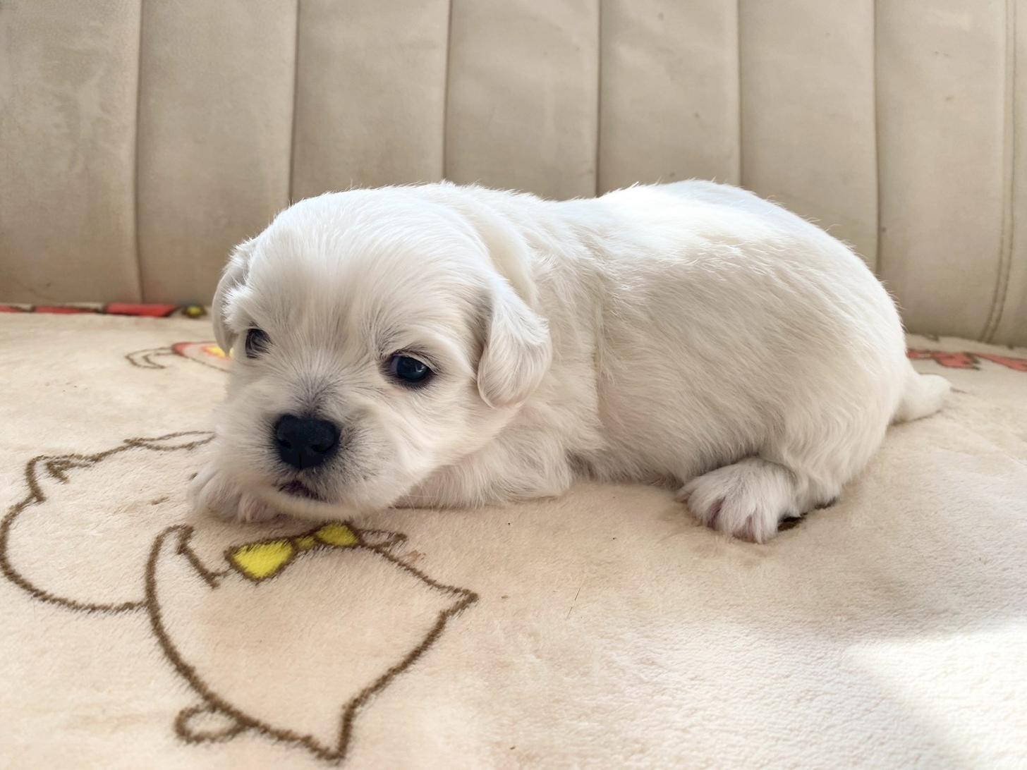熊本県のハーフ犬・ミックス犬 (スタードッグス新熊本店/2025年10月1日生まれ/男の子/ホワイト)の子犬の4枚目の画像