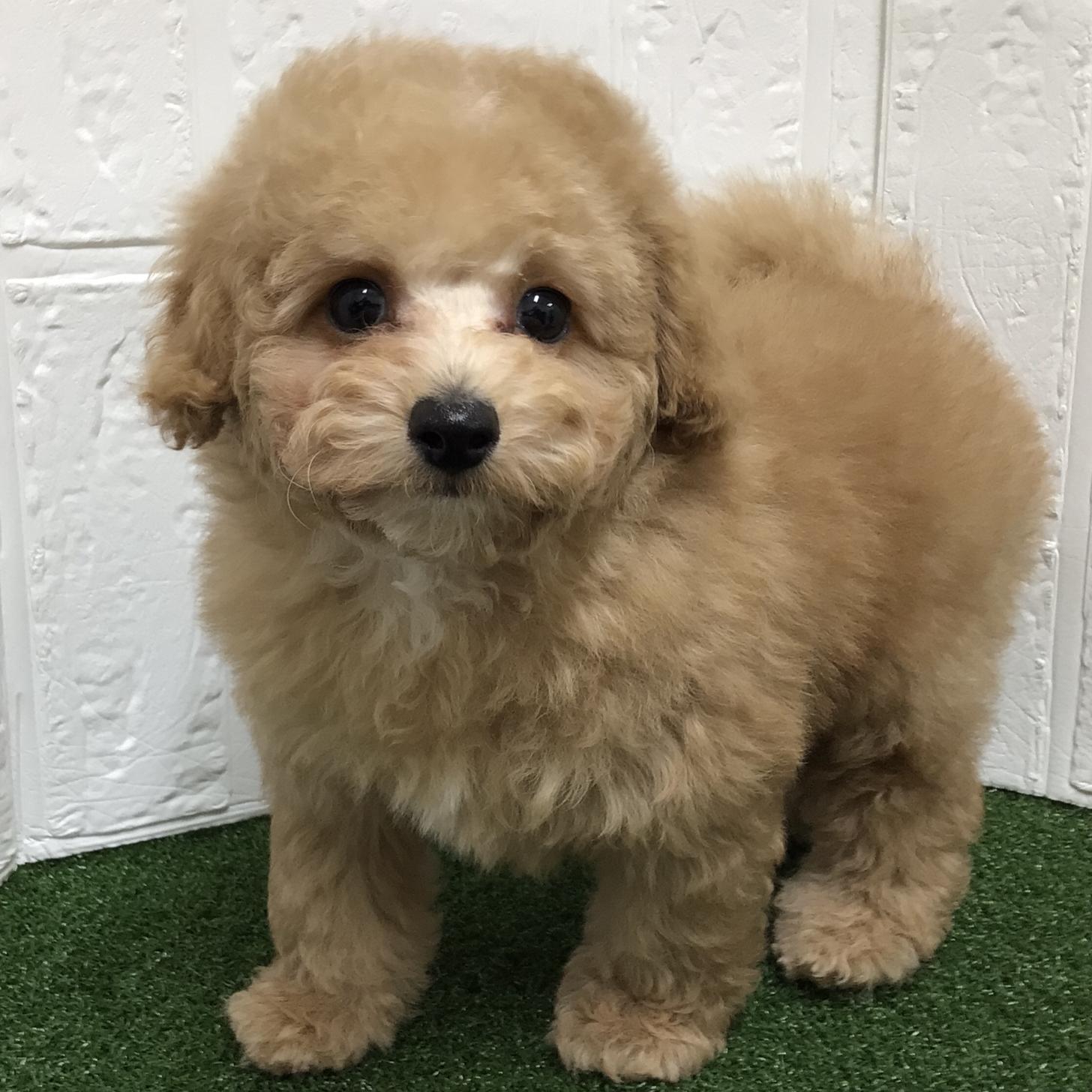 熊本県のトイプードル(トイ) (ニコペットセレクト ドッグズホーム八代店/2025年10月3日生まれ/男の子/アプリコット)の子犬