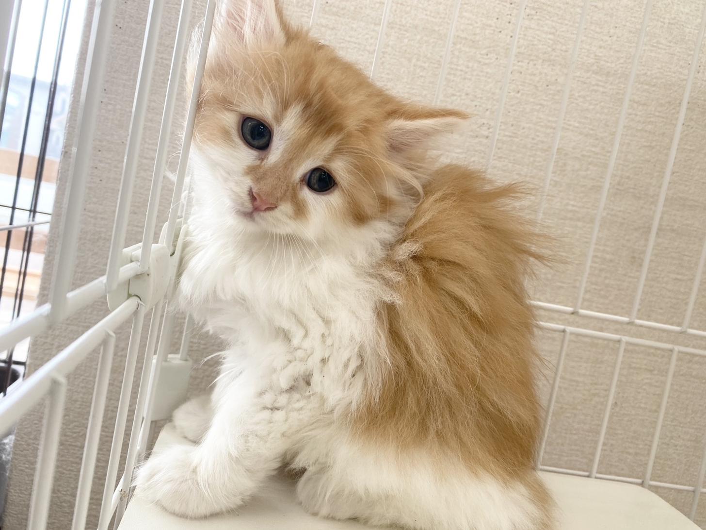 熊本県のノルウェージャンフォレストキャット (スタードッグス新熊本店/2026年3月12日生まれ/男の子/レッドタビーホワイト)の子猫の2枚目の画像