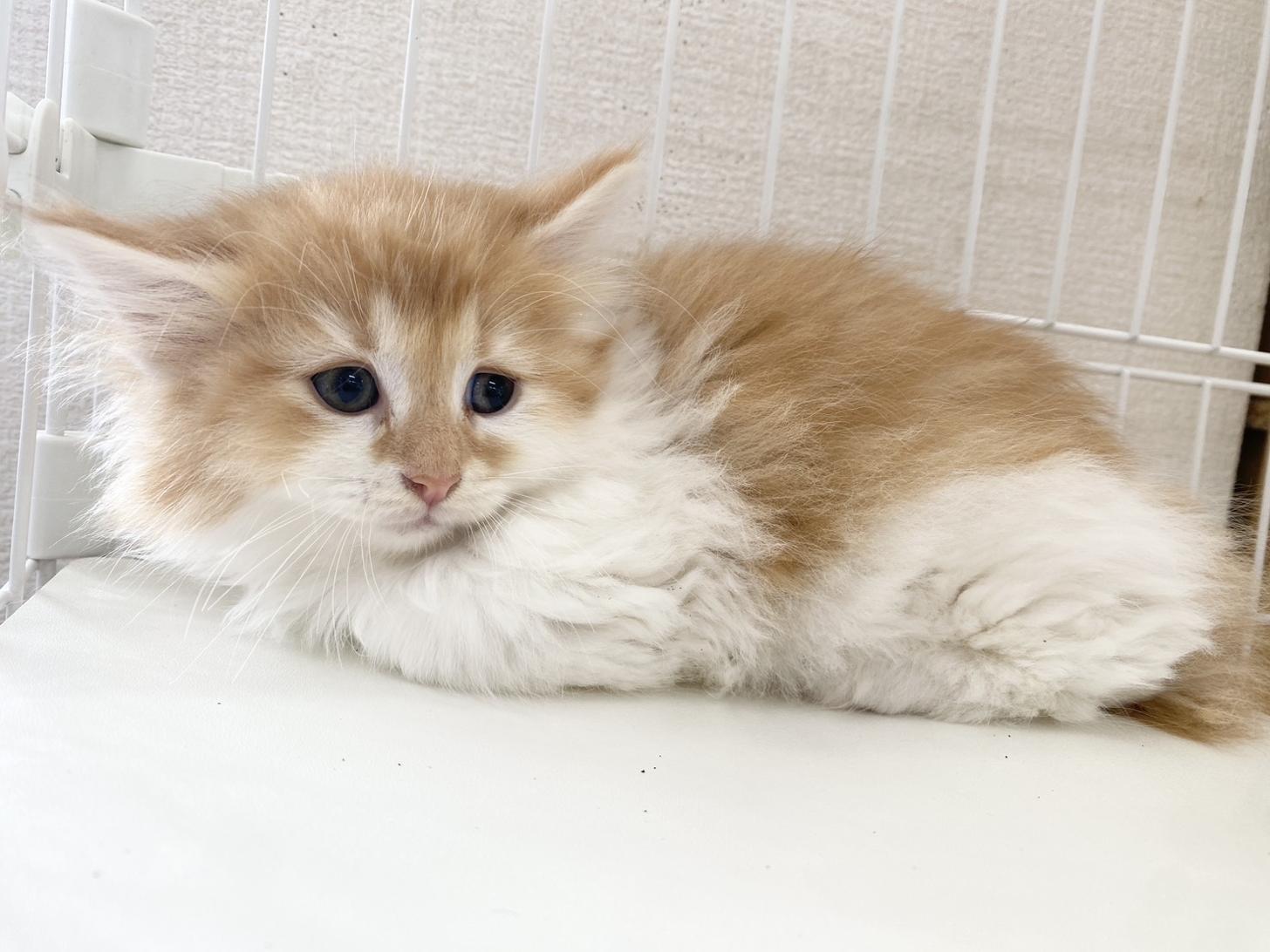 熊本県のノルウェージャンフォレストキャット (スタードッグス新熊本店/2026年3月12日生まれ/男の子/レッドタビーホワイト)の子猫の4枚目の画像