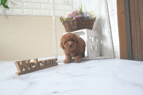 滋賀県のトイプードル(トイ) (いっぷく湖南店/2025年7月22日生まれ/女の子/レッドフォーン)の子犬の1枚目の画像