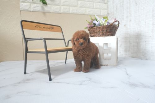 滋賀県のトイプードル(トイ) (いっぷく湖南店/2025年7月22日生まれ/女の子/レッドフォーン)の子犬の3枚目の画像