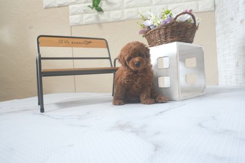 滋賀県のトイプードル(トイ) (いっぷく湖南店/2025年7月22日生まれ/女の子/レッドフォーン)の子犬の4枚目の画像