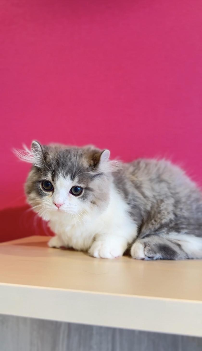 埼玉県のキンカロー (PET SHOP Tiny tales/2025年9月7日生まれ/男の子/ブルーホワイト)の子猫の2枚目の画像