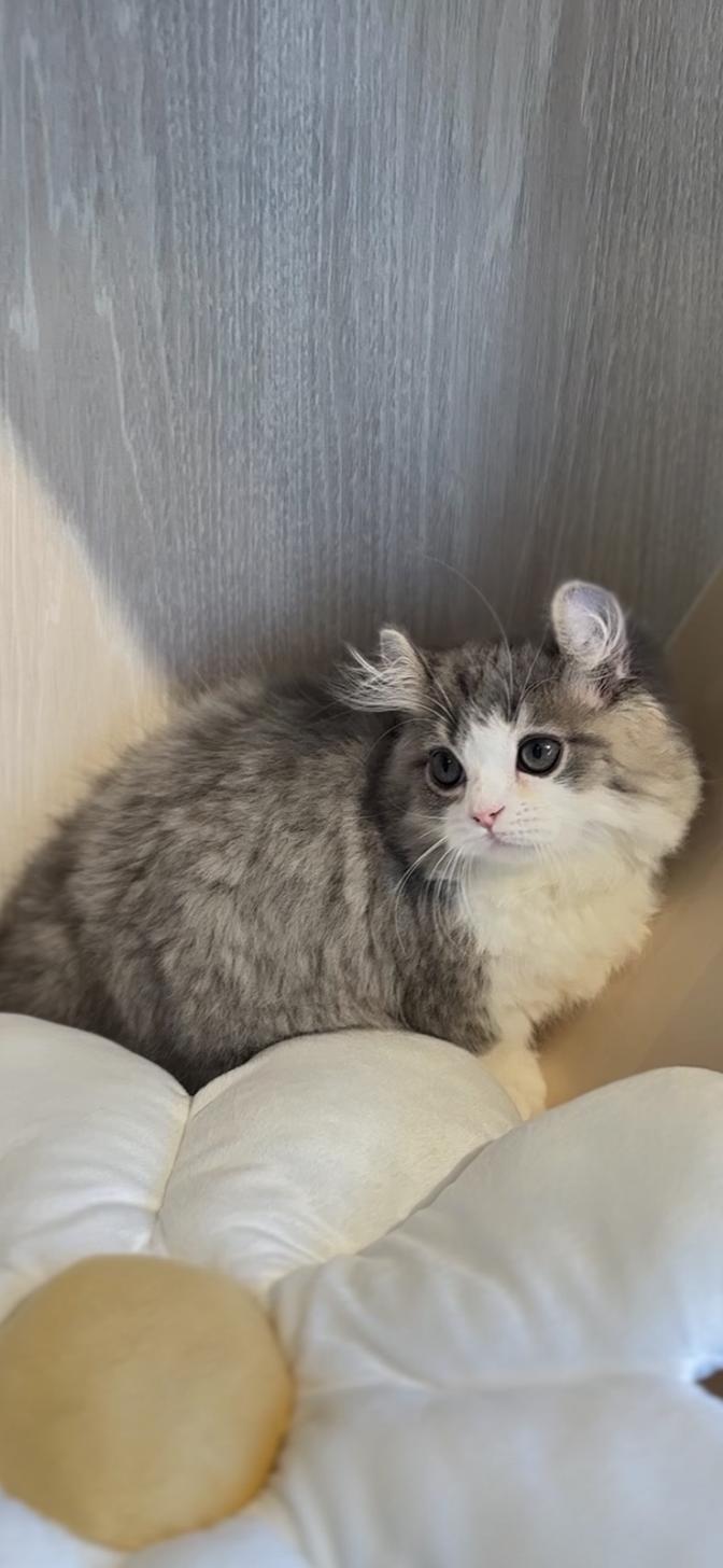 埼玉県のキンカロー (PET SHOP Tiny tales/2025年9月7日生まれ/男の子/ブルーホワイト)の子猫の3枚目の画像