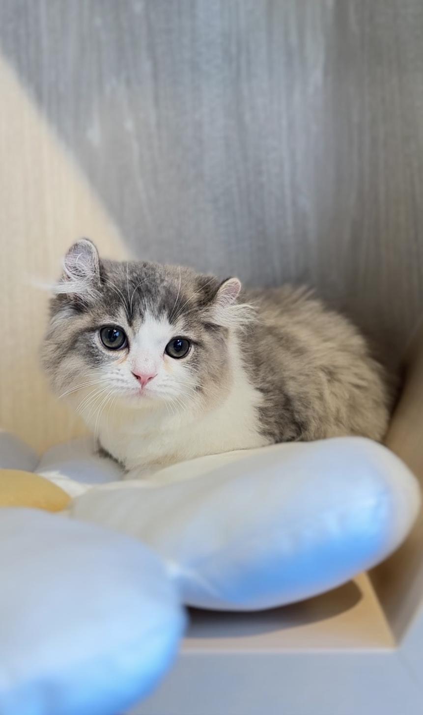 埼玉県のキンカロー (PET SHOP Tiny tales/2025年9月7日生まれ/男の子/ブルーホワイト)の子猫の4枚目の画像