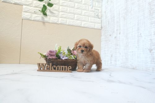 滋賀県のトイプードル(タイニー) (いっぷく湖南店/2025年9月14日生まれ/男の子/レッドフォーン)の子犬の1枚目の画像