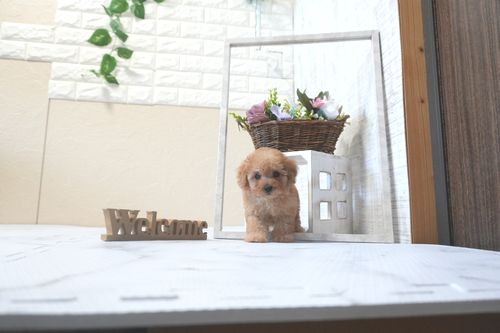 滋賀県のトイプードル(タイニー) (いっぷく湖南店/2025年9月14日生まれ/男の子/レッドフォーン)の子犬の2枚目の画像