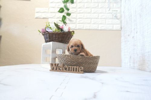 滋賀県のトイプードル(タイニー) (いっぷく湖南店/2025年9月14日生まれ/男の子/レッドフォーン)の子犬の3枚目の画像