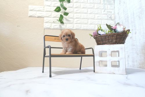 滋賀県のトイプードル(タイニー) (いっぷく湖南店/2025年9月14日生まれ/男の子/レッドフォーン)の子犬の4枚目の画像