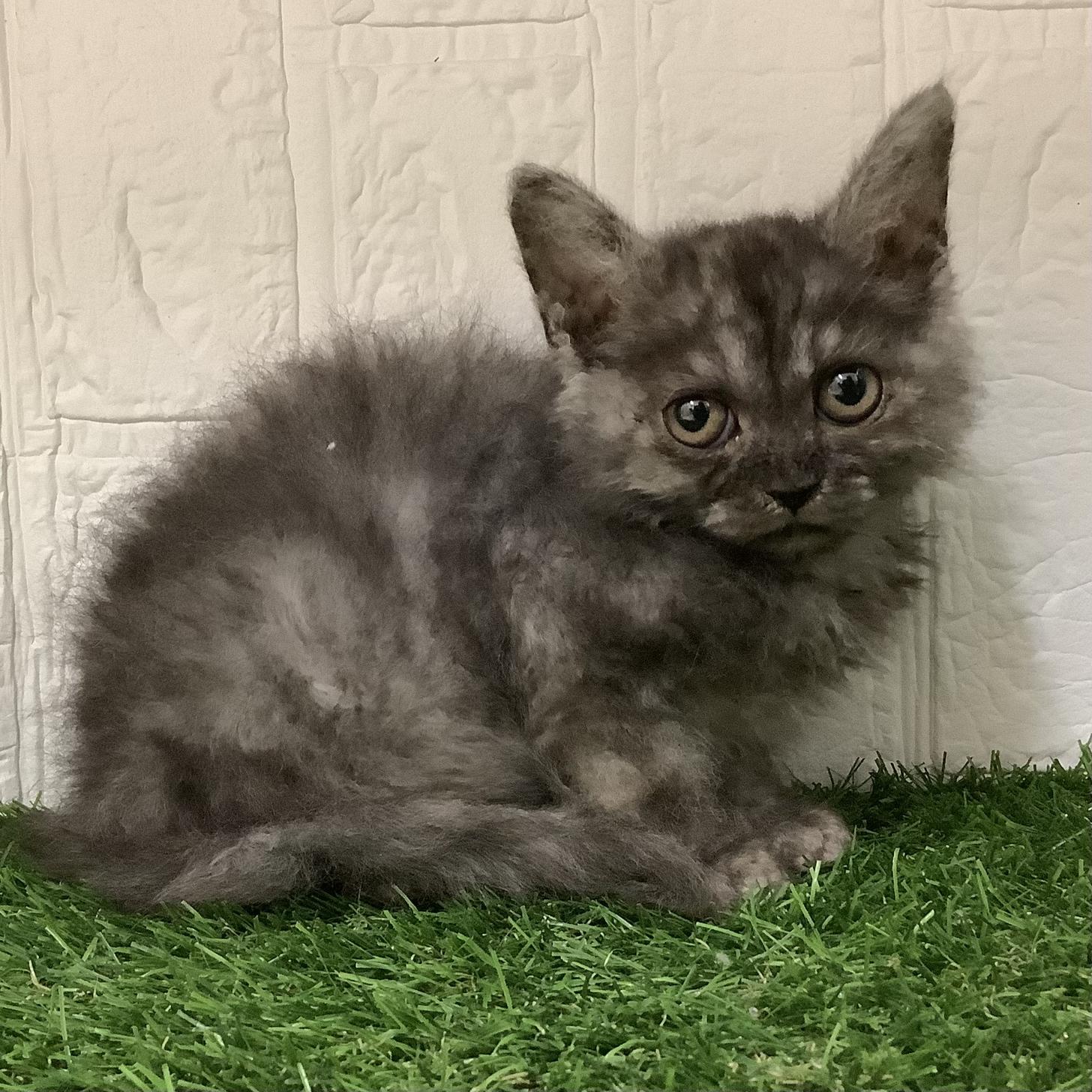 佐賀県のセルカークレックス (ドッグズホーム佐賀店/2025年10月1日生まれ/男の子/ブラックスモーク)の子猫