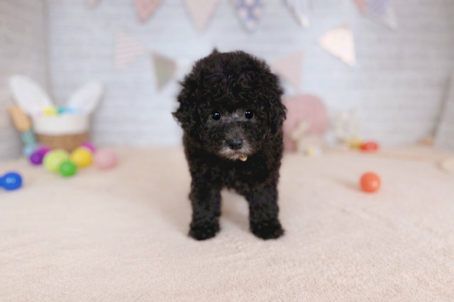 北海道のトイプードル(トイ) (ペットショップだんぼ/2026年2月13日生まれ/女の子/シルバー)の子犬の1枚目の画像