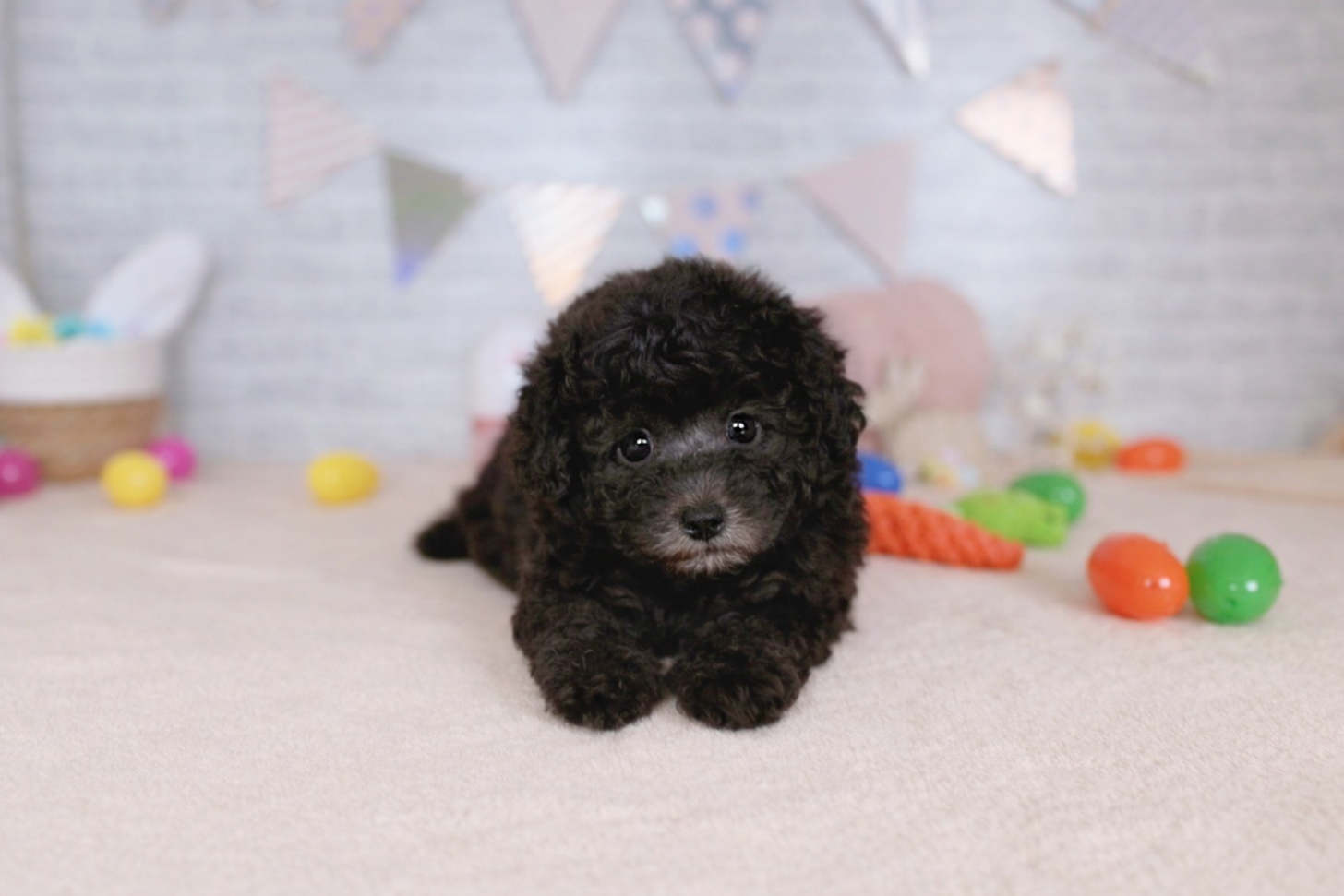 北海道のトイプードル(トイ) (ペットショップだんぼ/2026年2月13日生まれ/女の子/シルバー)の子犬の2枚目の画像