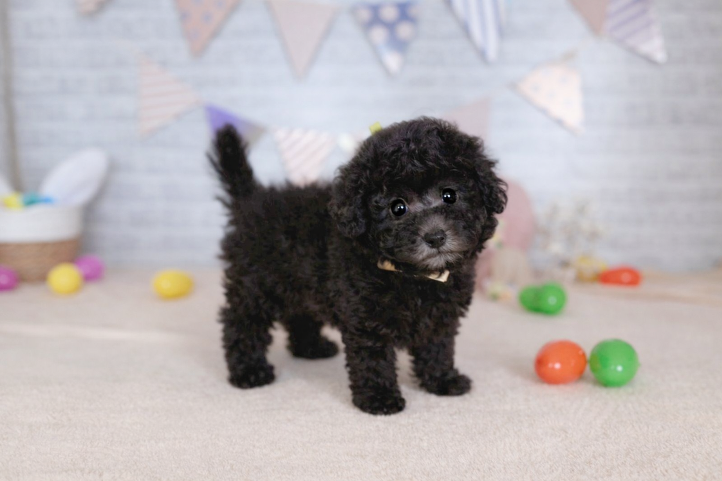 北海道のトイプードル(トイ) (ペットショップだんぼ/2026年2月13日生まれ/女の子/シルバー)の子犬の3枚目の画像