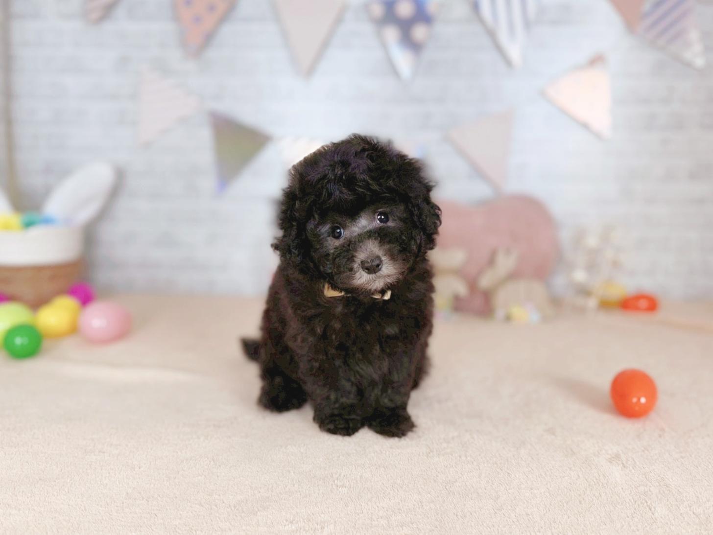 北海道のトイプードル(トイ) (ペットショップだんぼ/2026年2月13日生まれ/女の子/シルバー)の子犬の4枚目の画像