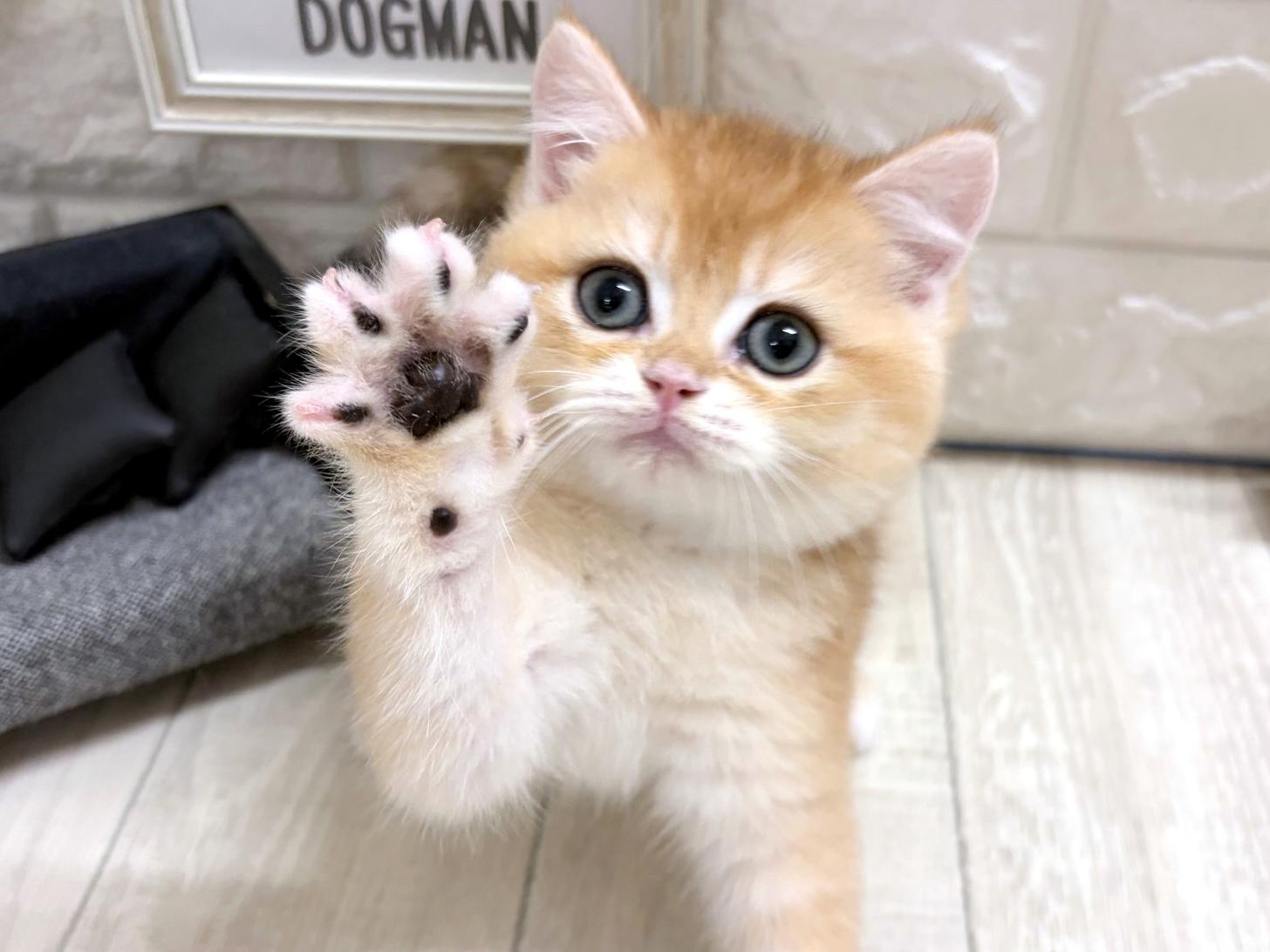大阪府のブリティッシュショートヘアー (DOGMAN平野瓜破店/2026年6月10日生まれ/男の子/ブラックゴールデンシェーデット)の子猫の3枚目の画像